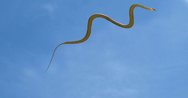 神奇的动物蛇的视频大全,神奇的动物蛇