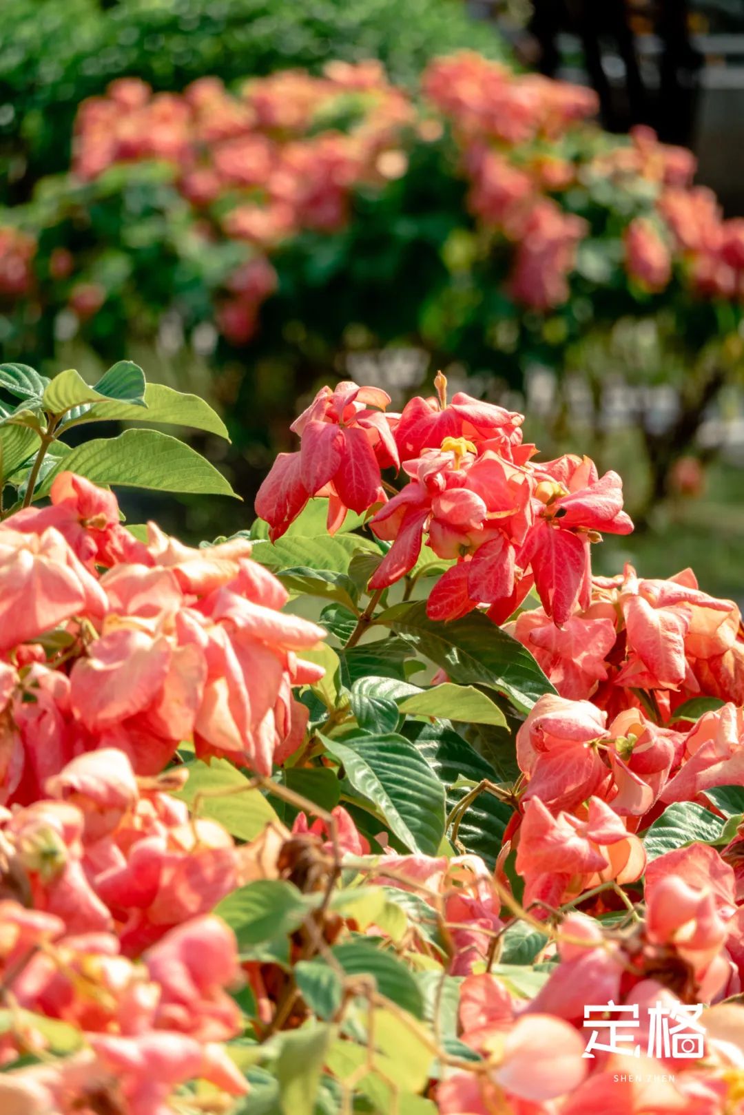 深圳湾流花山花海,深圳蝴蝶谷花海图片