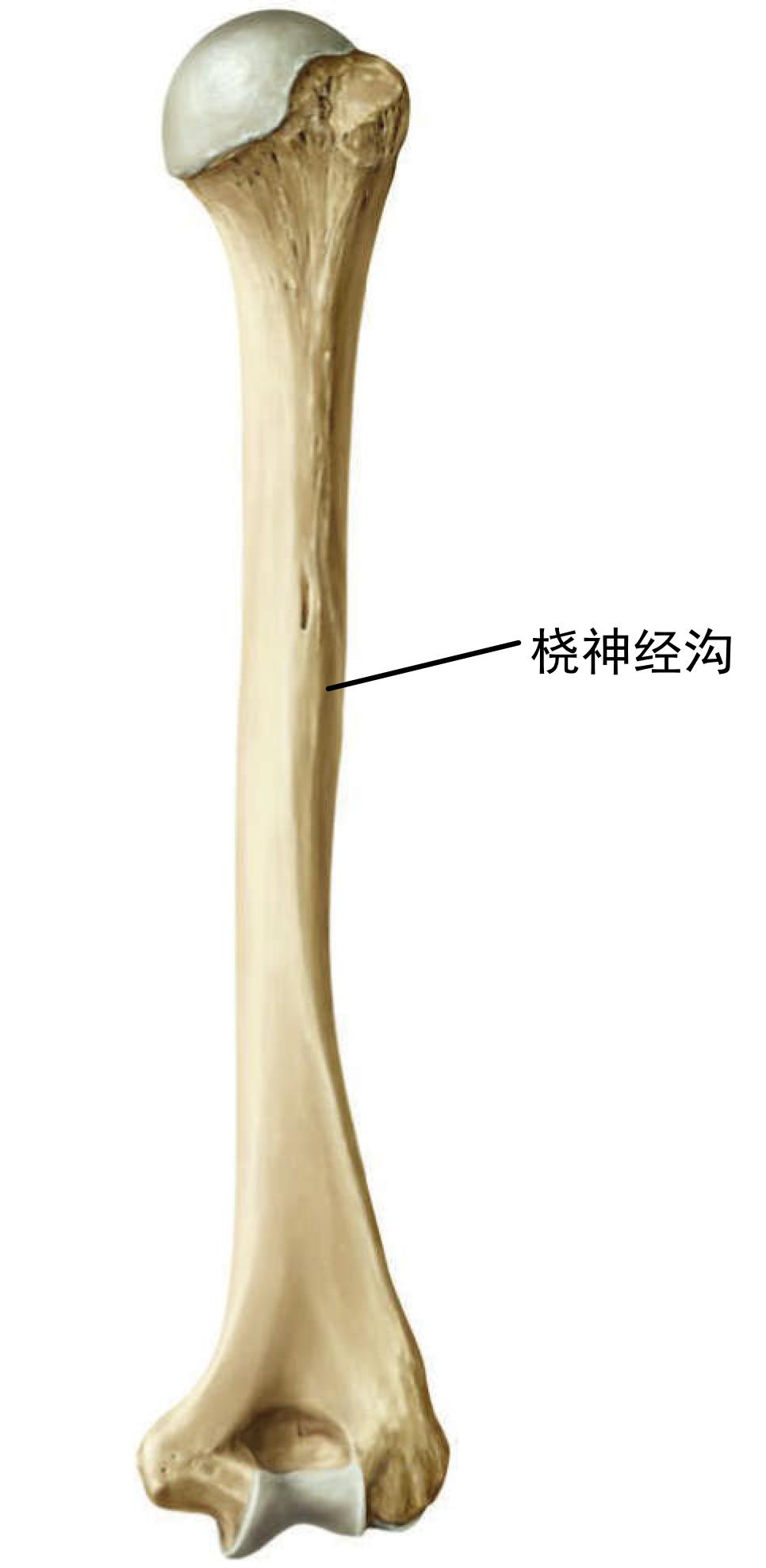 手腕抬不起来什么原因如何治,肱骨骨折手腕抬不起来怎么治