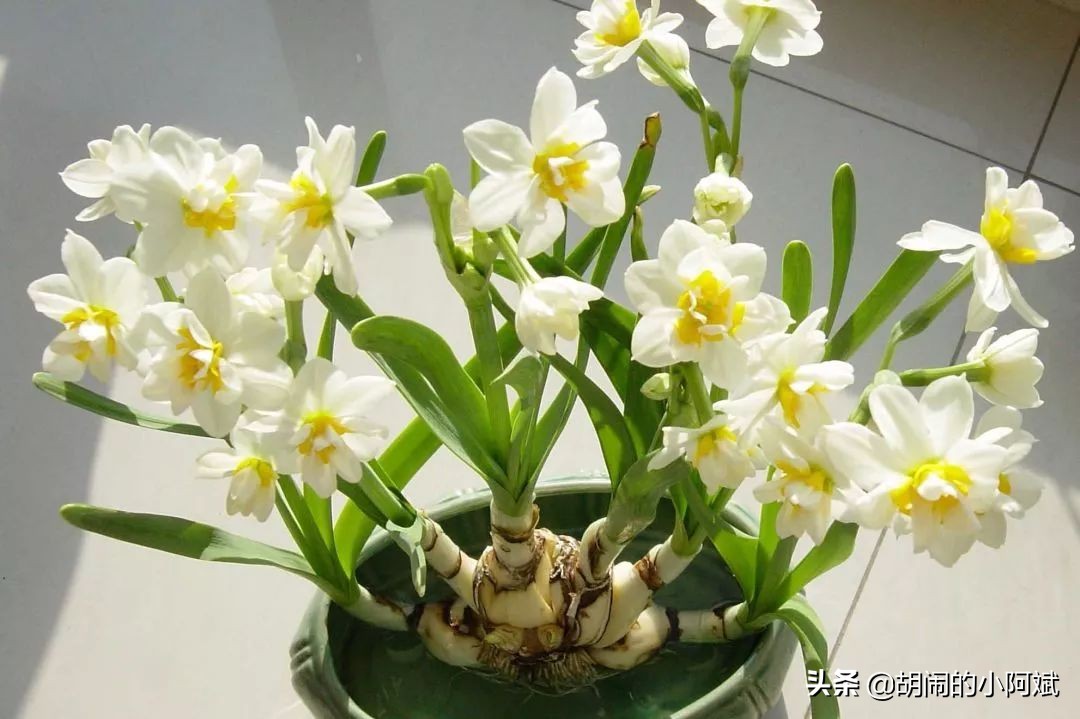 水仙花开了一次花以后怎么养,水仙干枯了怎么救活