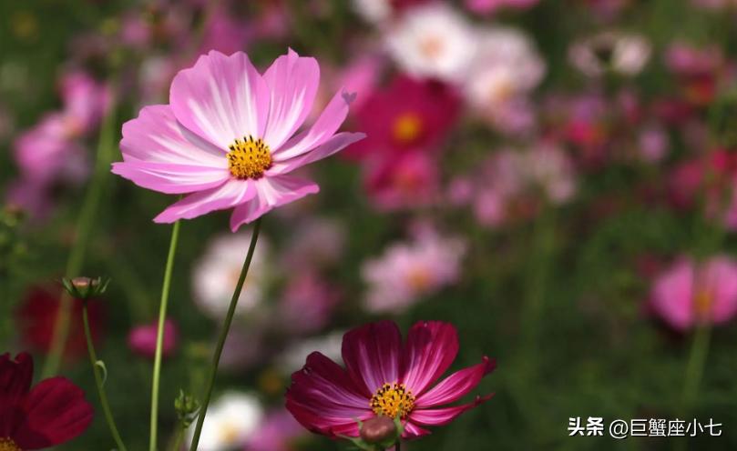 狠起来自己都害怕合集,最难驾驭的三大星座生来叛逆