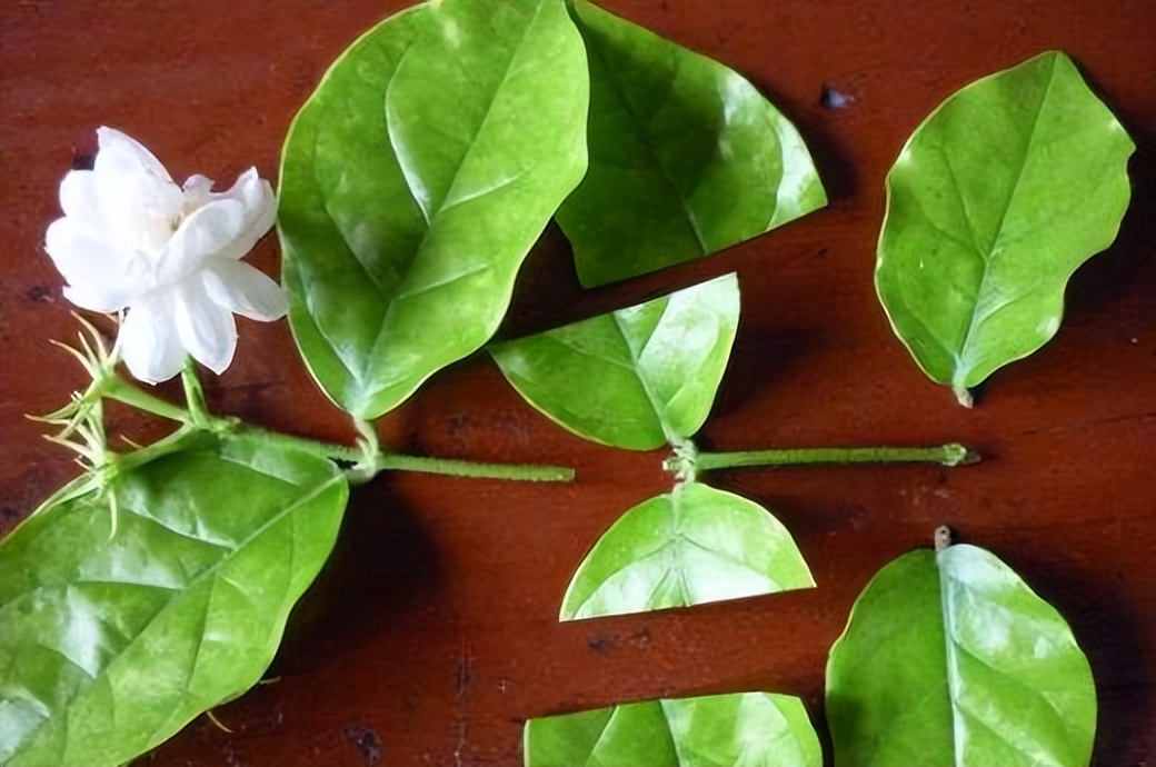 茉莉花怎么养迅速开花,茉莉花如何养开花不断