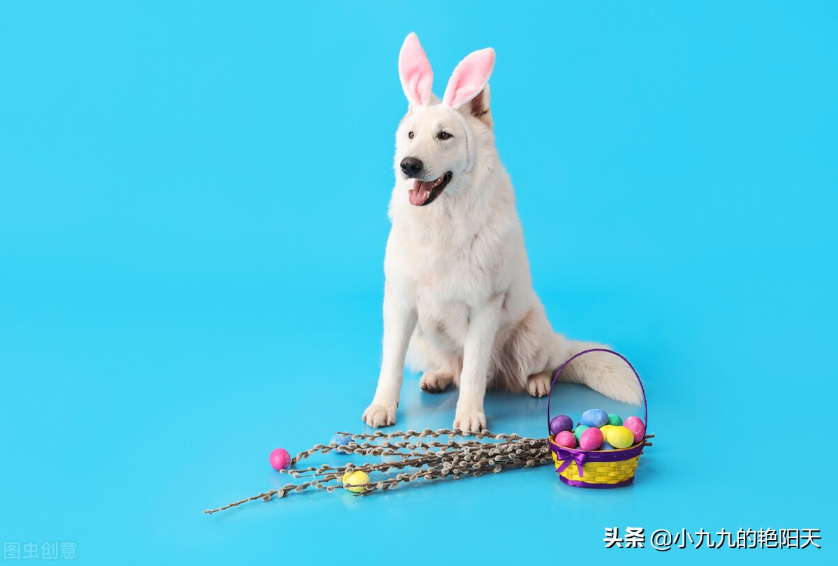 怎么训练狗狗坐和站,怎么训练狗狗坐电瓶车