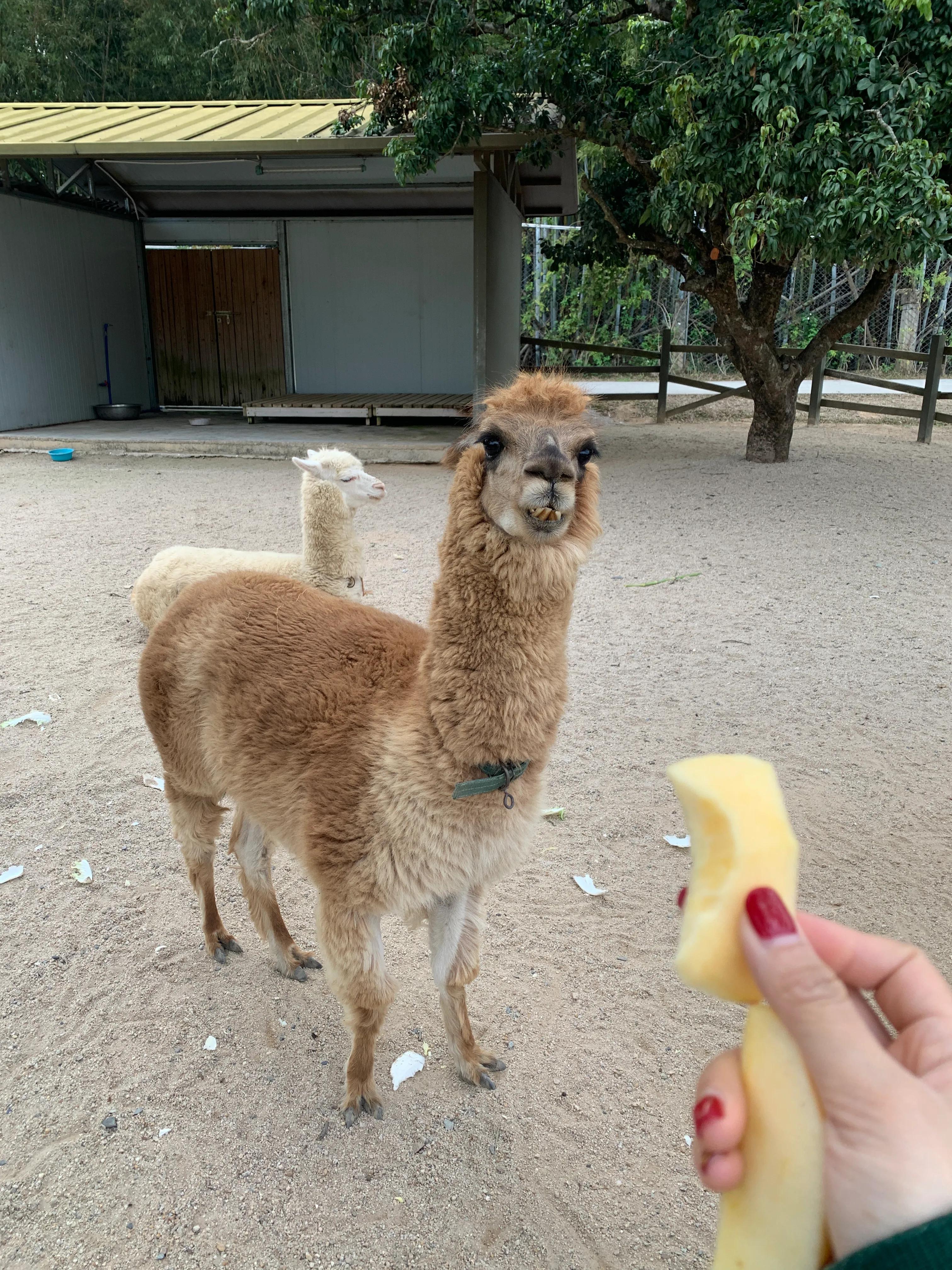 网红羊驼怎么养活的视频,哪个网红养的羊驼