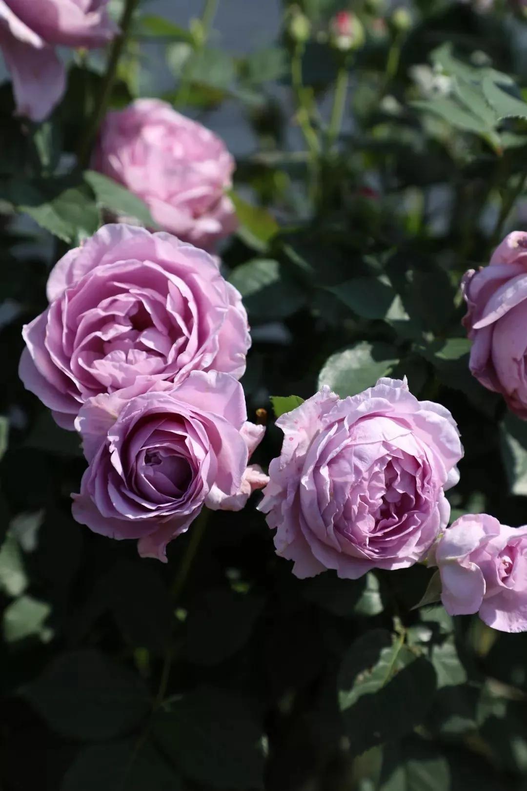 月季美图100张,妩媚动人的月季花图片