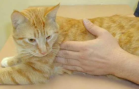 犬猫长了小疙瘩，这是不是肿瘤？