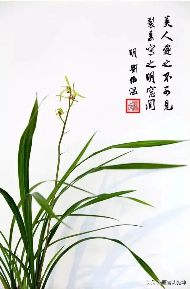 芝兰生于深谷不以无人而不芳出处,100幅历代名家兰花图值得一看再看