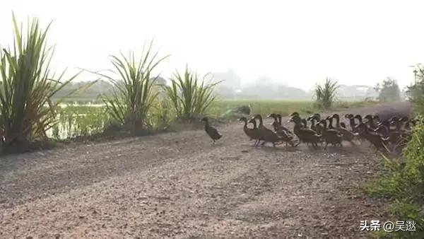 肯德基吸管后续,肯德基吸管引吐槽