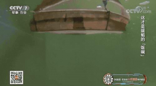 这道著名海鲜你可能吃过，但不太可能见过它死前真面目