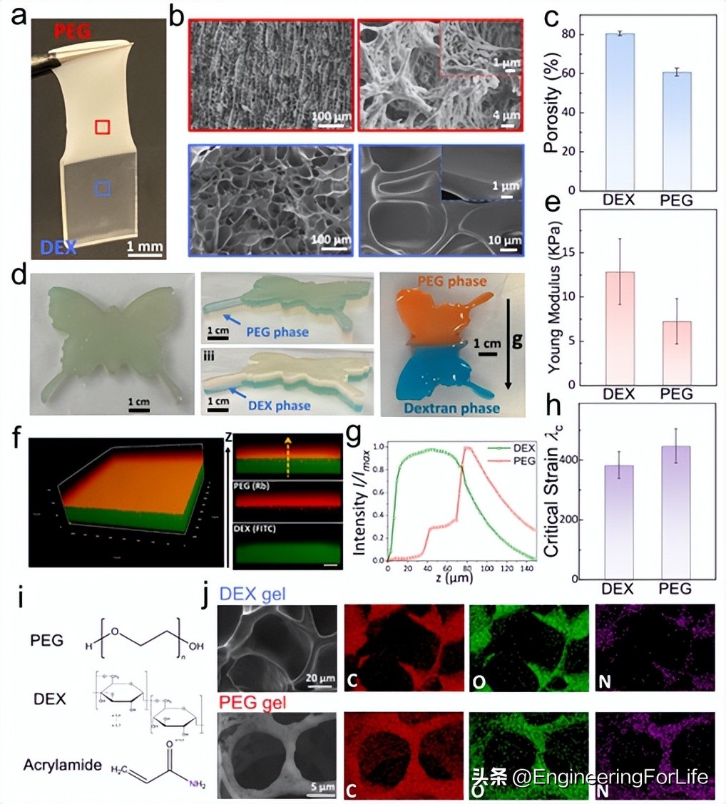 《Nat.Commun.》：高性能异质双水相凝胶！一步制备！
