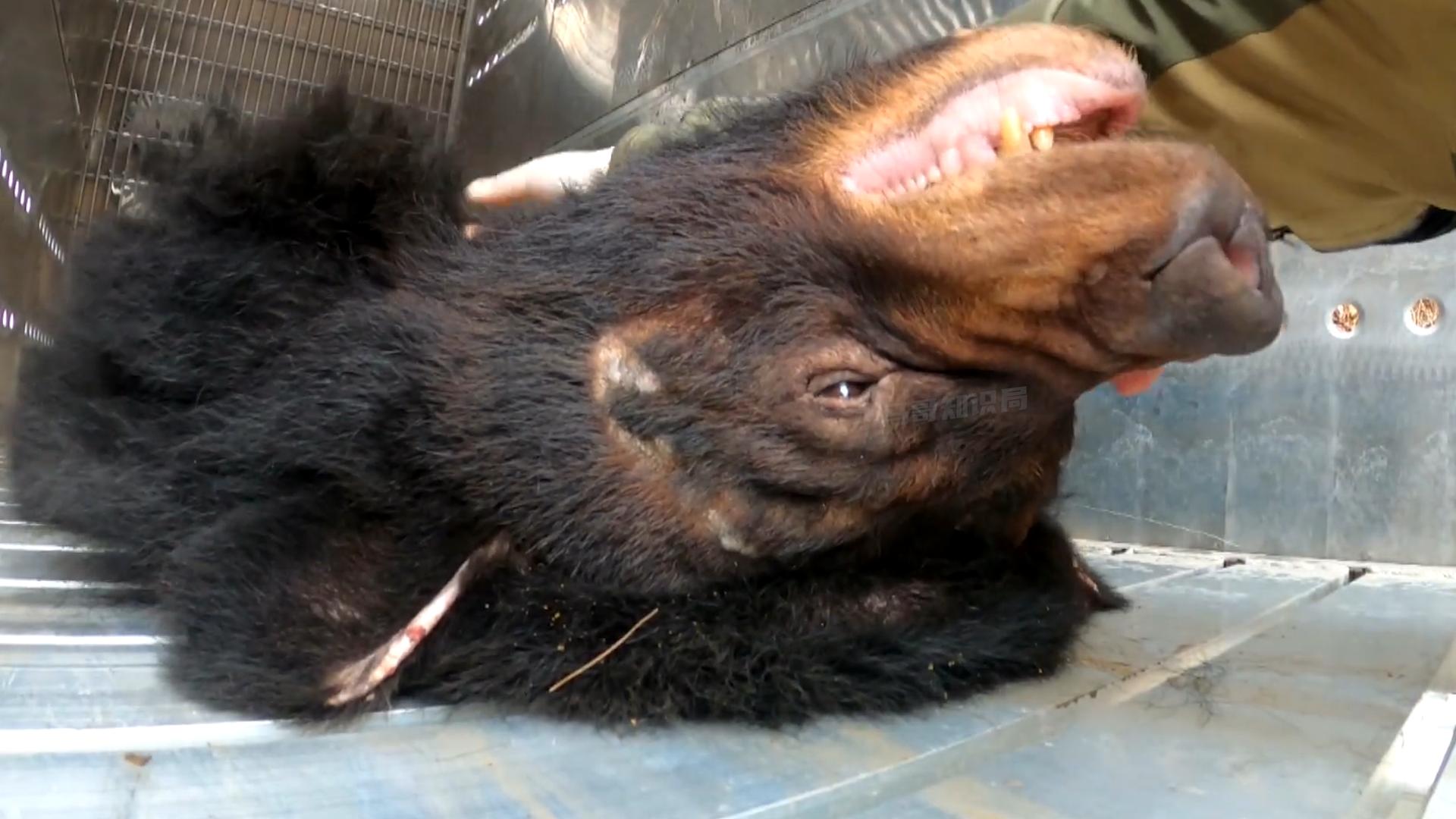 活着插管取胆,老了分解卖钱,活熊取胆那么残忍,为什么不禁止?