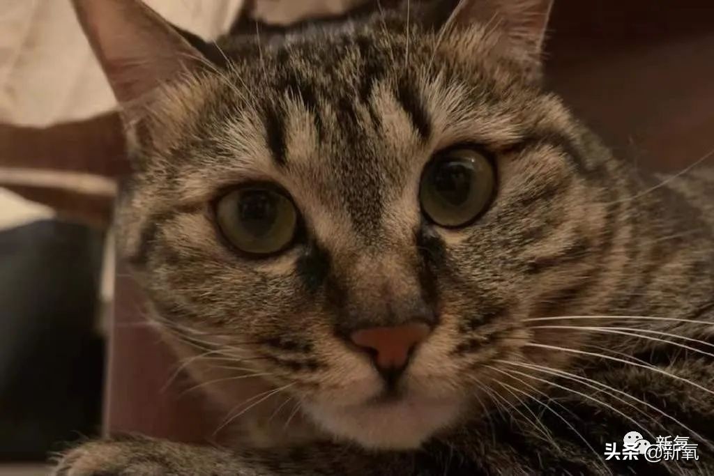 易梦玲手机照相设置,易梦玲拍照修图吗