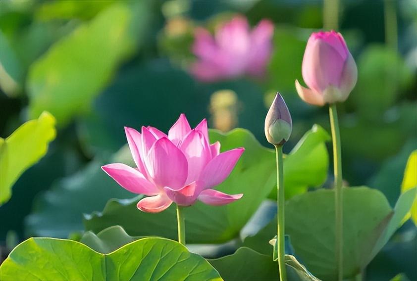 推荐6款防暑茶安然度过暑热关,天气这么炎热喝这几款茶比较解暑