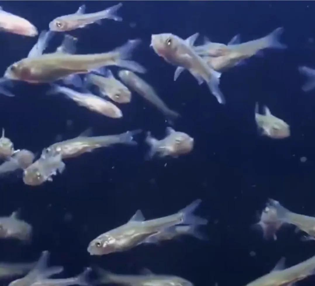 承包鱼塘也能年入百万,男子承包鱼塘后续