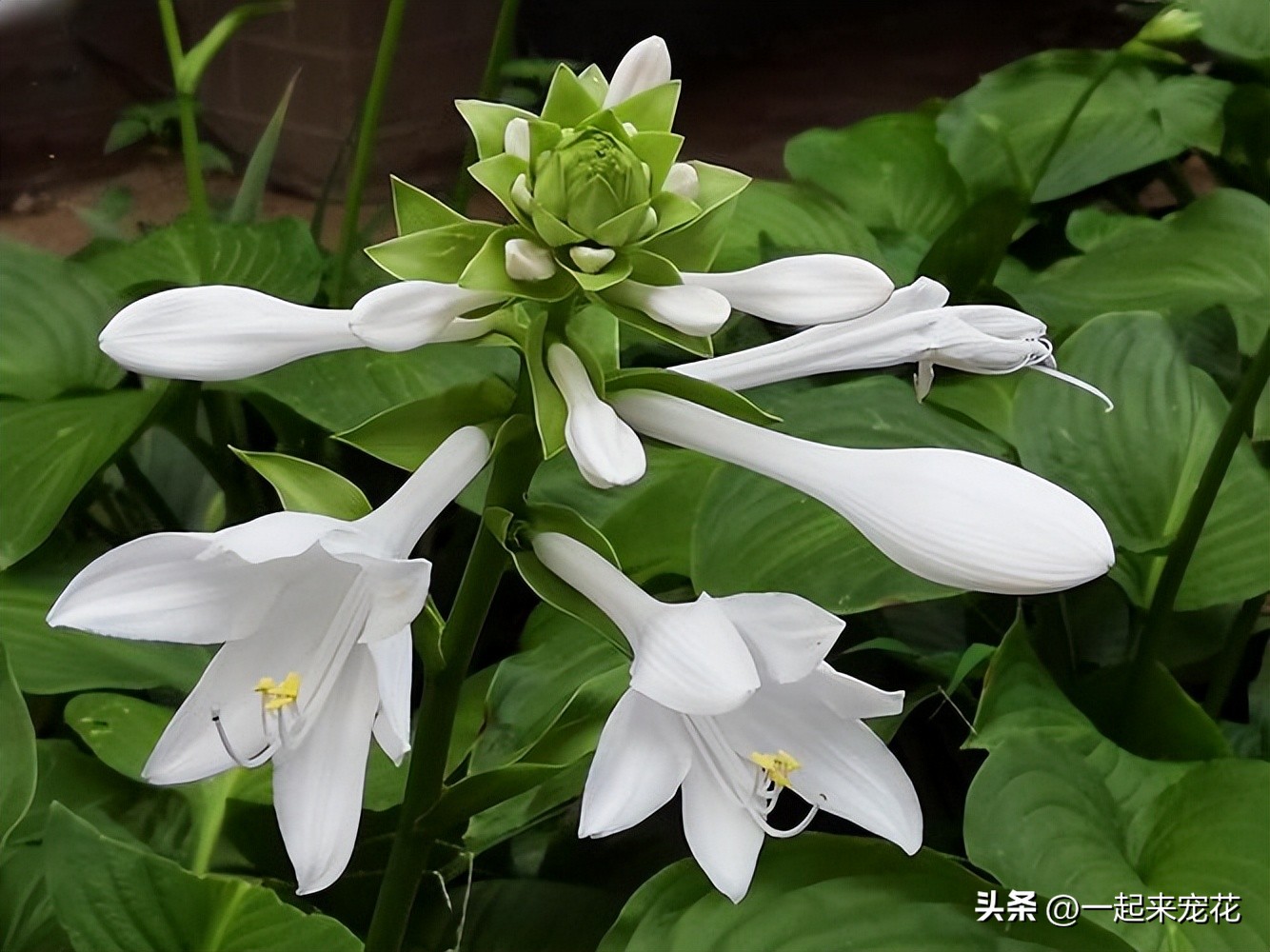6种花冬季不要晒太阳,这5种花晒不死太阳越大开花越多