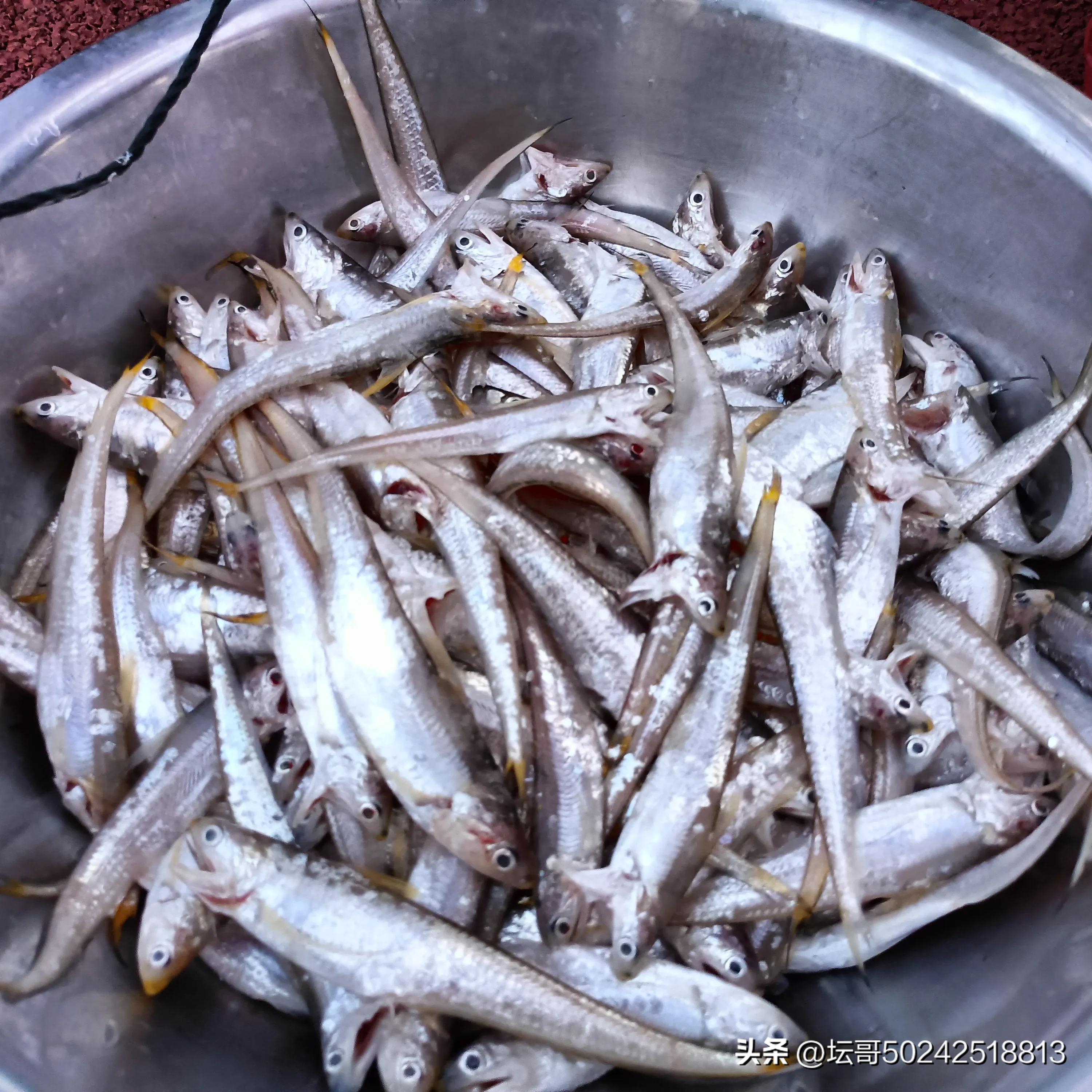 赛岐凤尾鱼价格,赛岐凤尾鱼