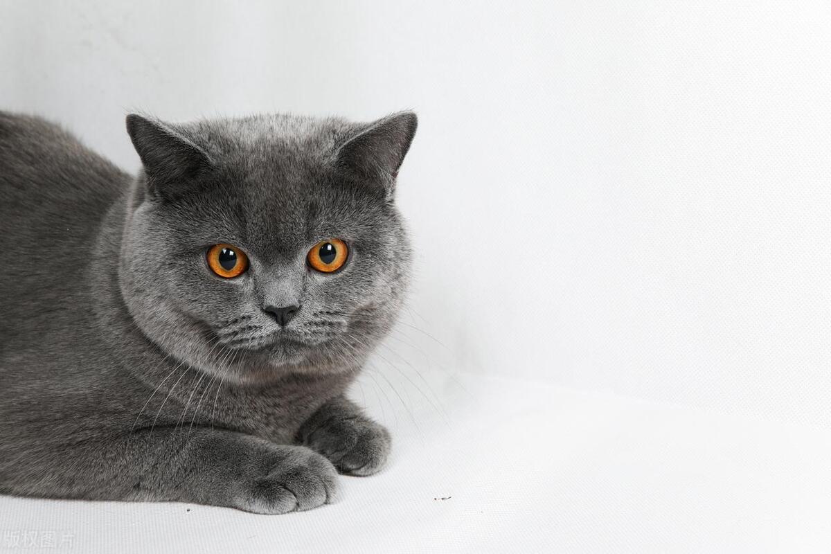 英短蓝猫鼻子周围发白是纯种吗,英短乳白怎么判断是纯种还是串串