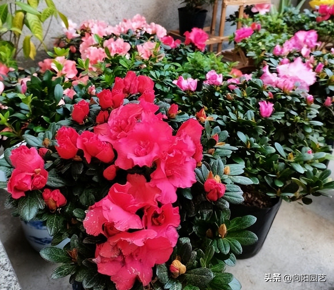 杜鹃花爆盆冬季怎么养好,杜鹃花养殖方法用肥和浇水