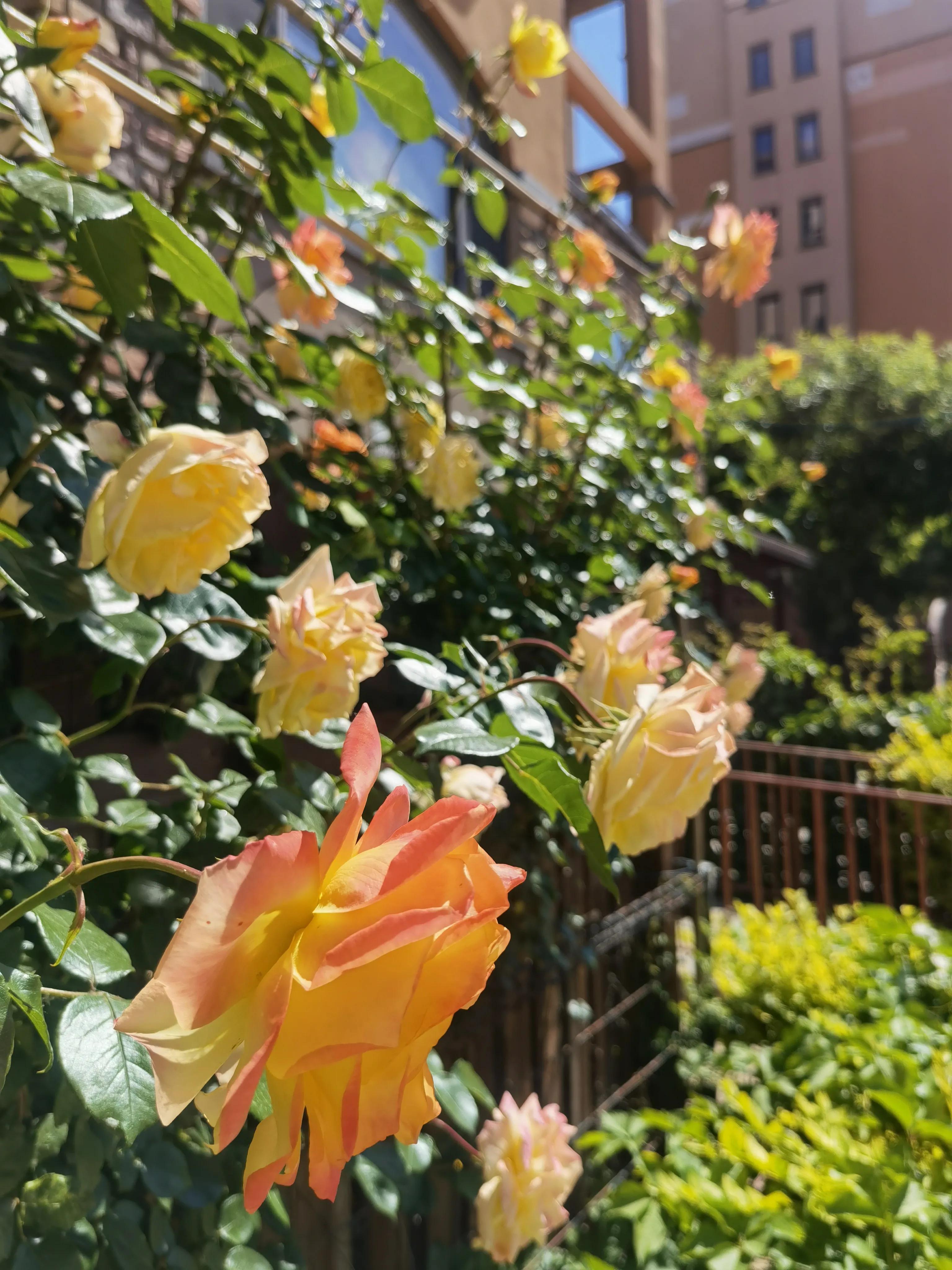 北京人移居固安真实感受,北漂定居固安记录生活