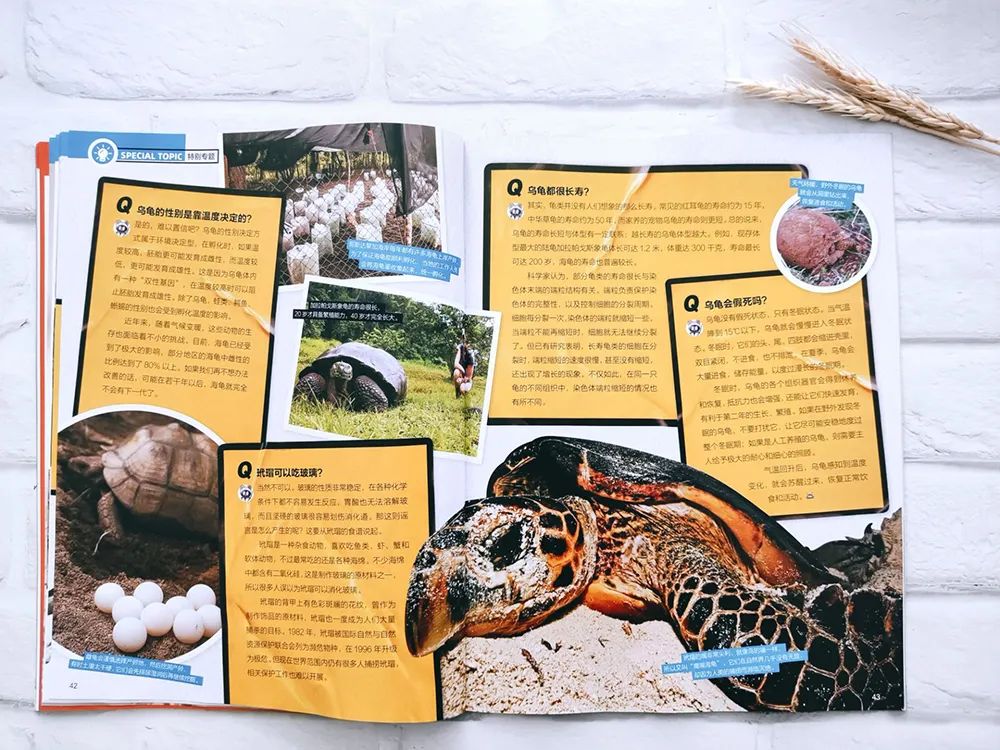 小学英语科普汇总,一张表搞定小学英语