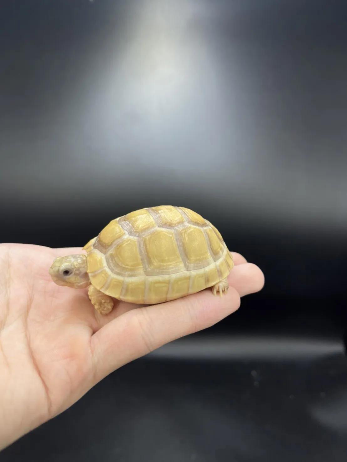 陆龟隆背原因,隆背陆龟