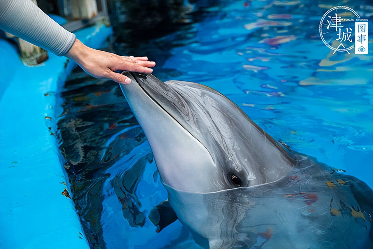 「津城图事」两个月颜值逆袭爹妈，天津这位“混血王子”可真好看