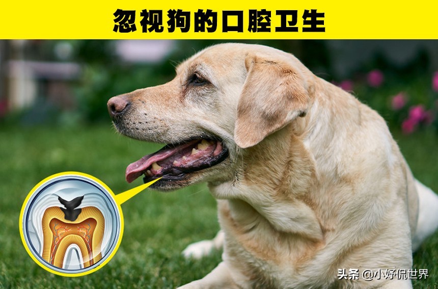 可能会对狗狗带来伤害的10种粗心大意的行为