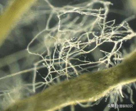 丛枝菌根真菌介绍,丛枝菌根对植物的影响