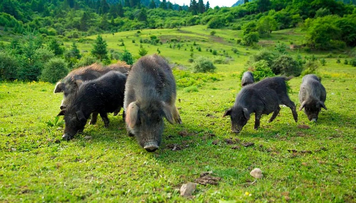 黑猪肉产地哪里最好,全球公认最好吃的猪肉排名