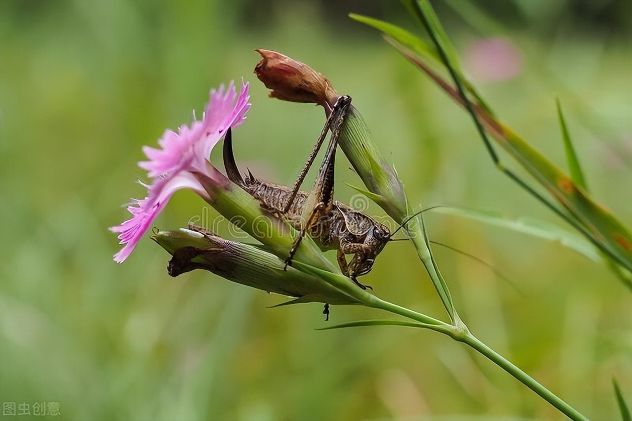 怎样预防蟋蟀危害庄稼,蟋蟀会对家里有什么危害