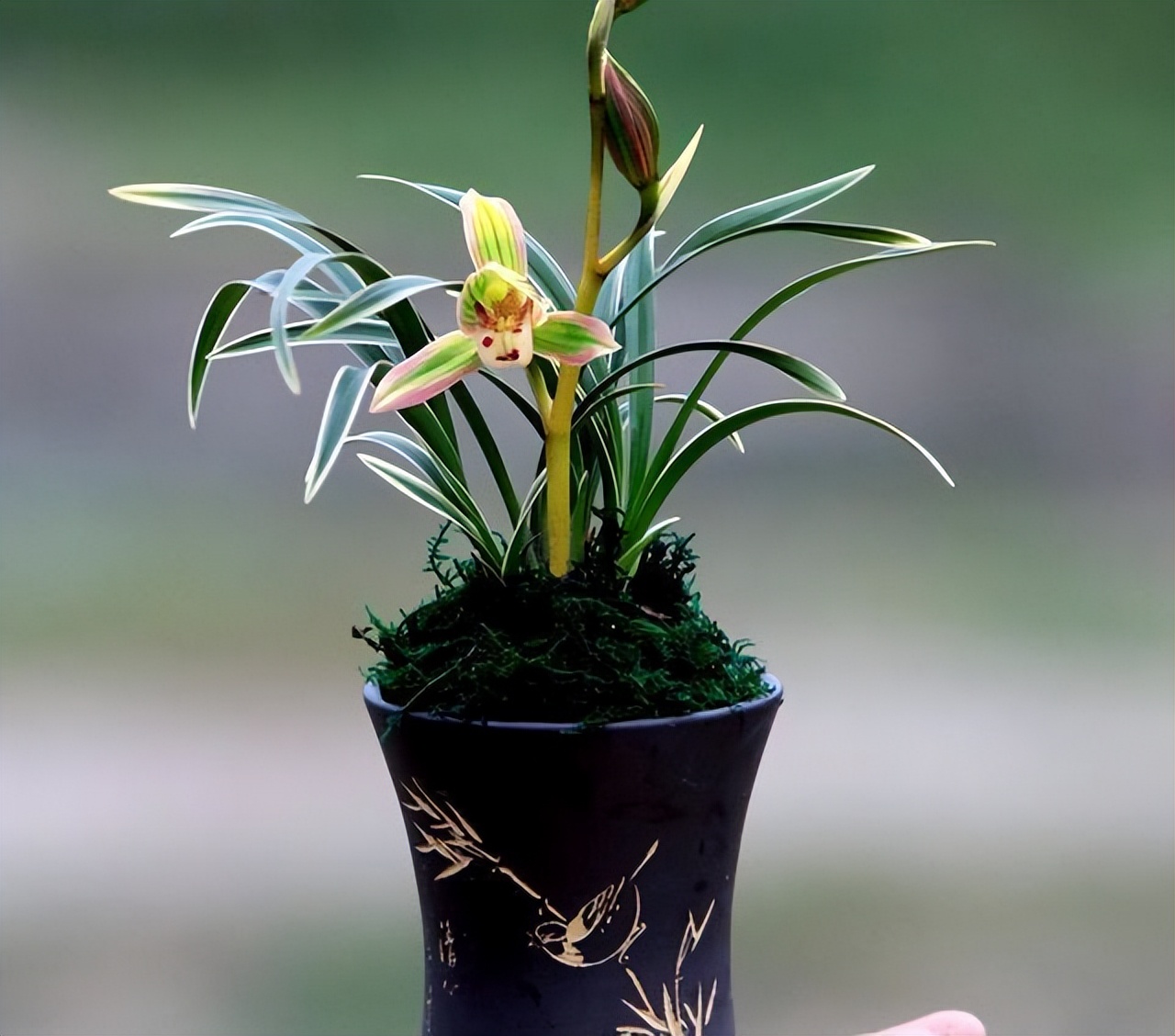 帝王妃金边矮种兰花直播,金边建兰帝王妃叶子多长