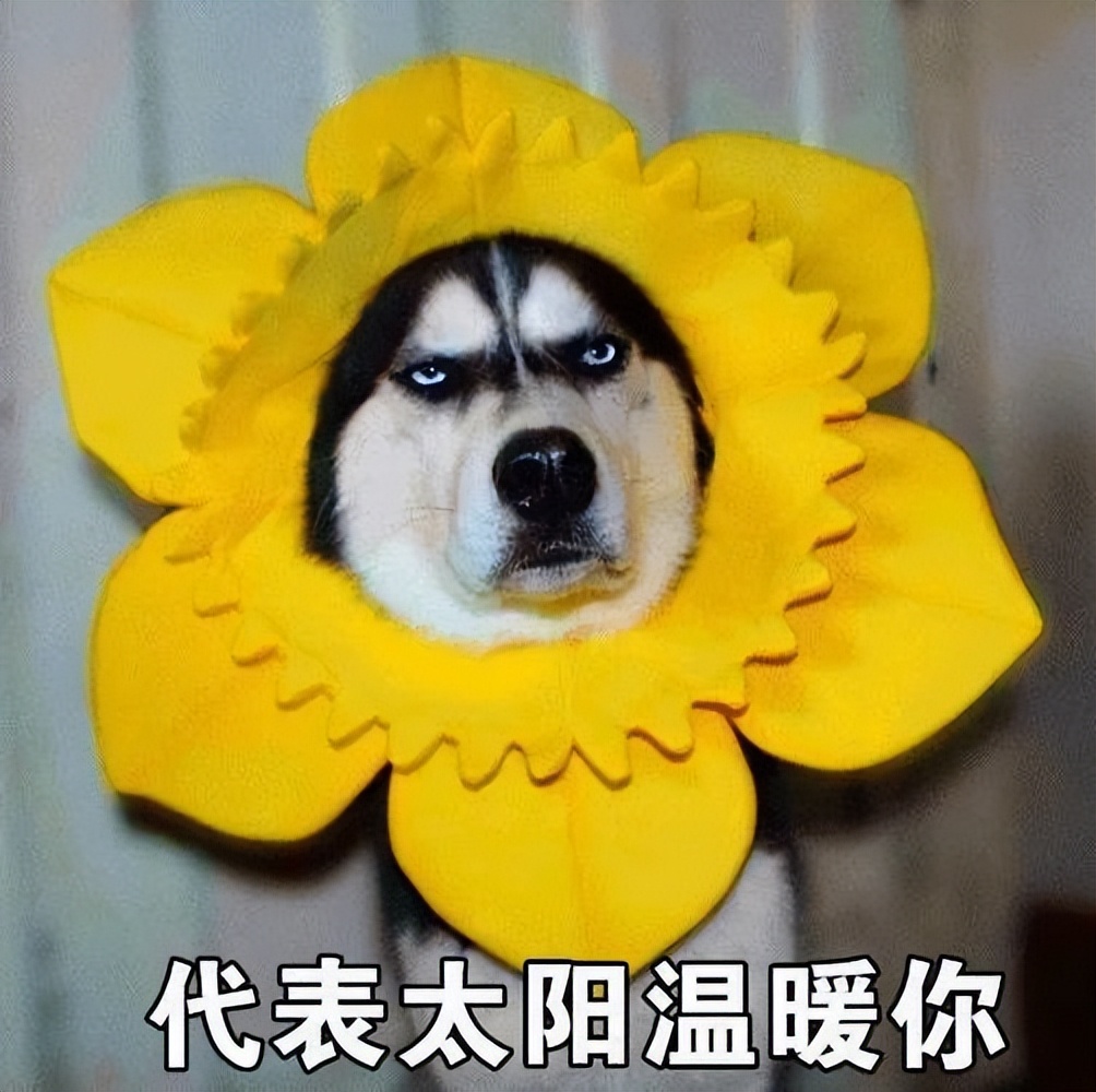 养哈士奇的体验,无聊养了一只哈士奇