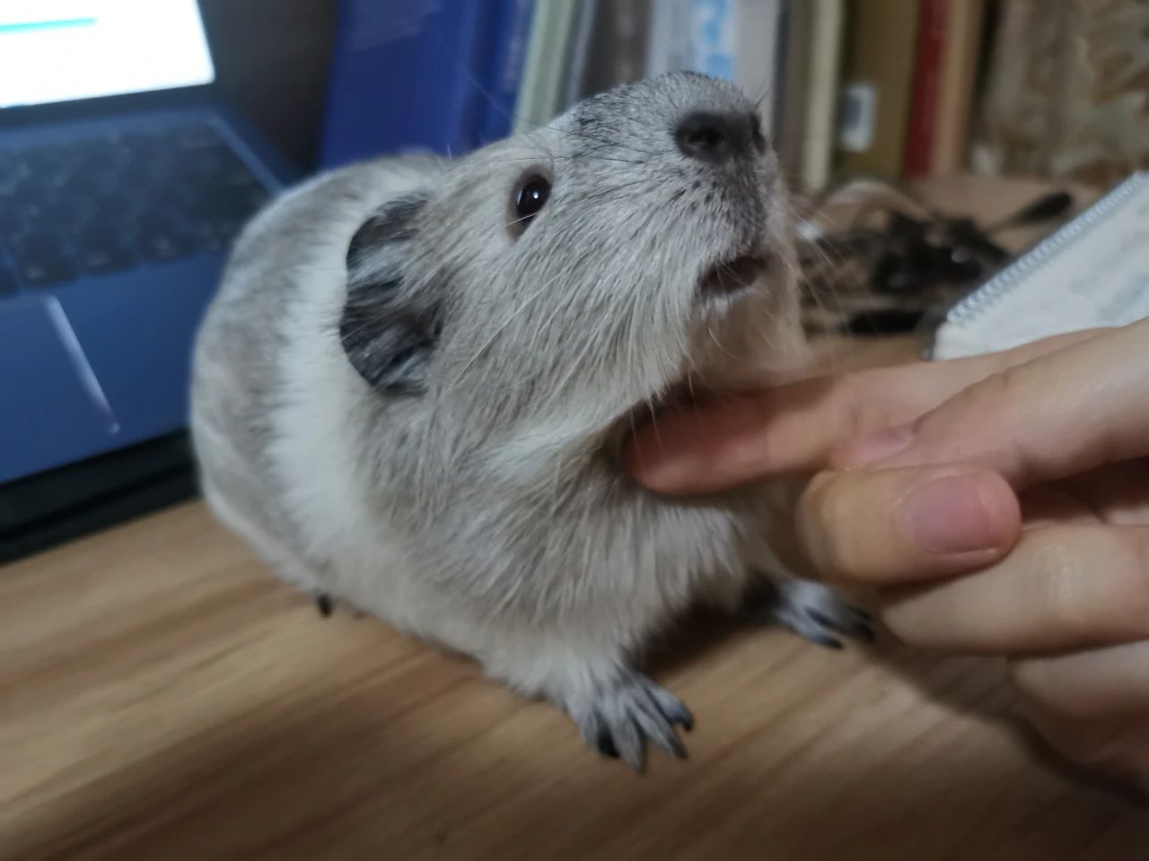 荷兰猪便血是什么意思,荷兰猪便血了怎么办