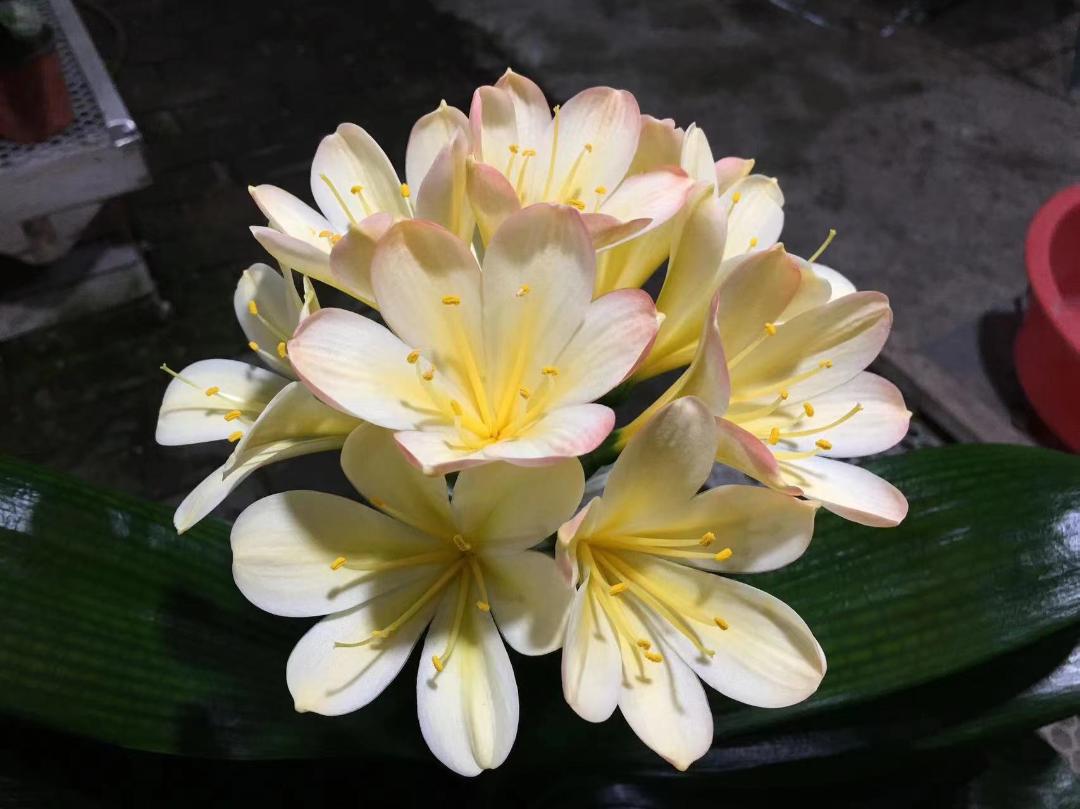 网上买的花种子靠谱么,网上买的花种子假的