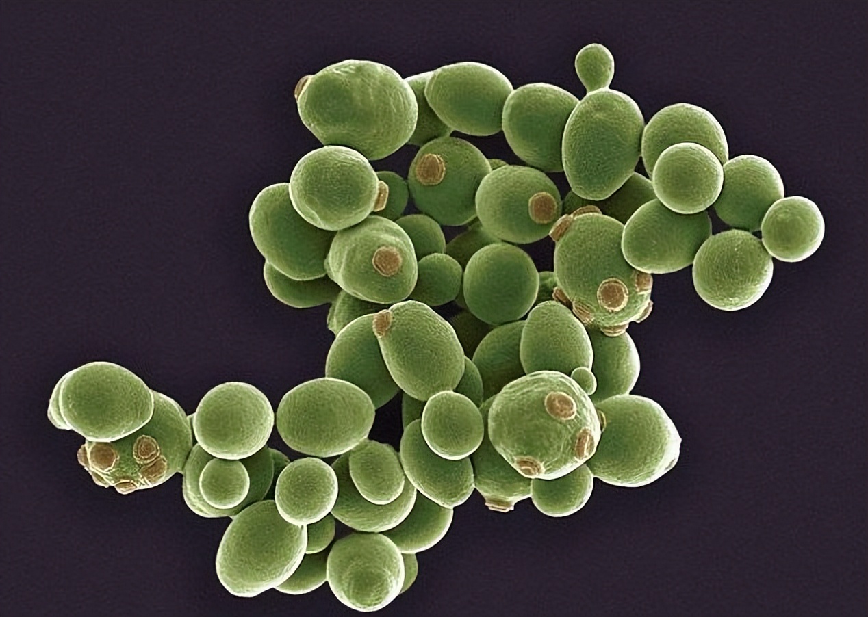 一克熟茶,普洱熟茶三年了能喝吗有毒吗