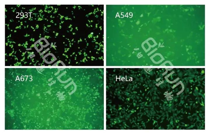 叮咚快来查收这份过年必备指南,叮咚请收好这份灾害防御指南