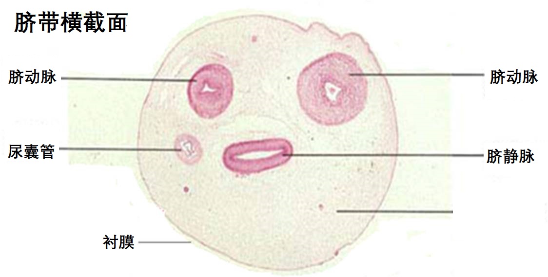 为什么抠肚脐眼肚子痛怎么缓解,抠肚脐眼肠子疼