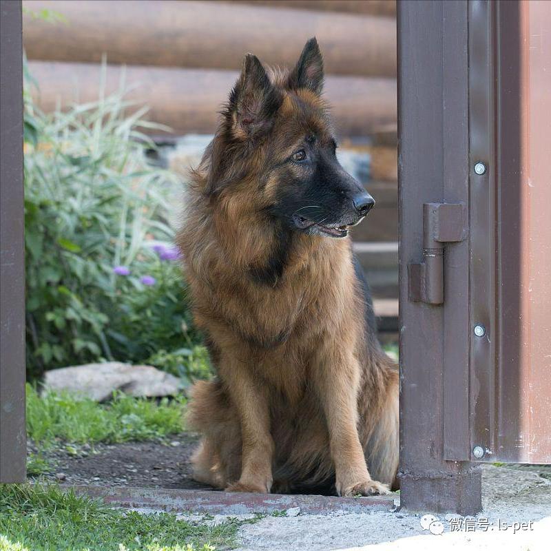 养狗的好处和坏处共9篇,养狗对抑郁症有什么好处和坏处