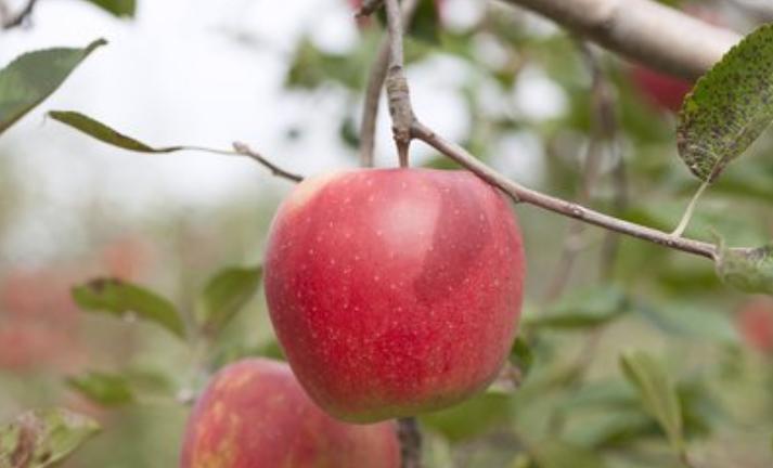 福岛核食物流入我国台湾！日本犯下大错，凭什么让全人类一起承担