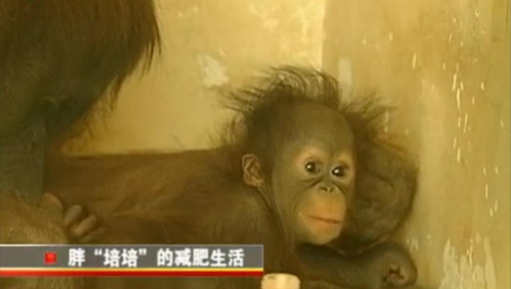 大猩猩减肥,红毛大猩猩减肥