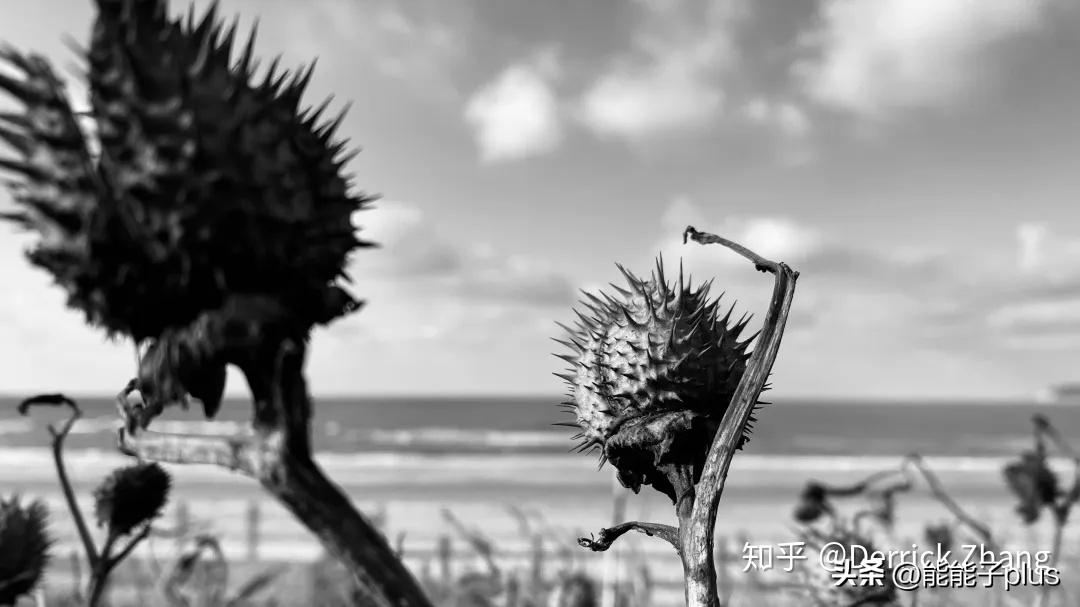 iphone12相机美颜怎么开,iphonex相机最佳设置