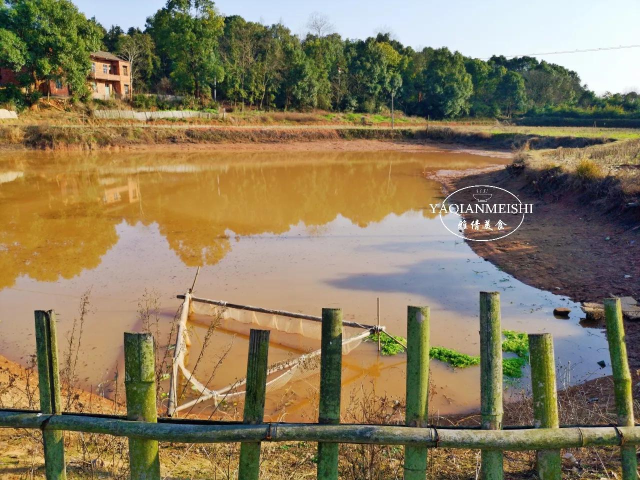 盘点八种正在消失的河鲜,消失的十二种河鲜