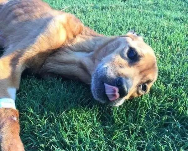 狗狗出现什么症状说明它快要走了,狗狗出现什么状况说明需要驱虫了