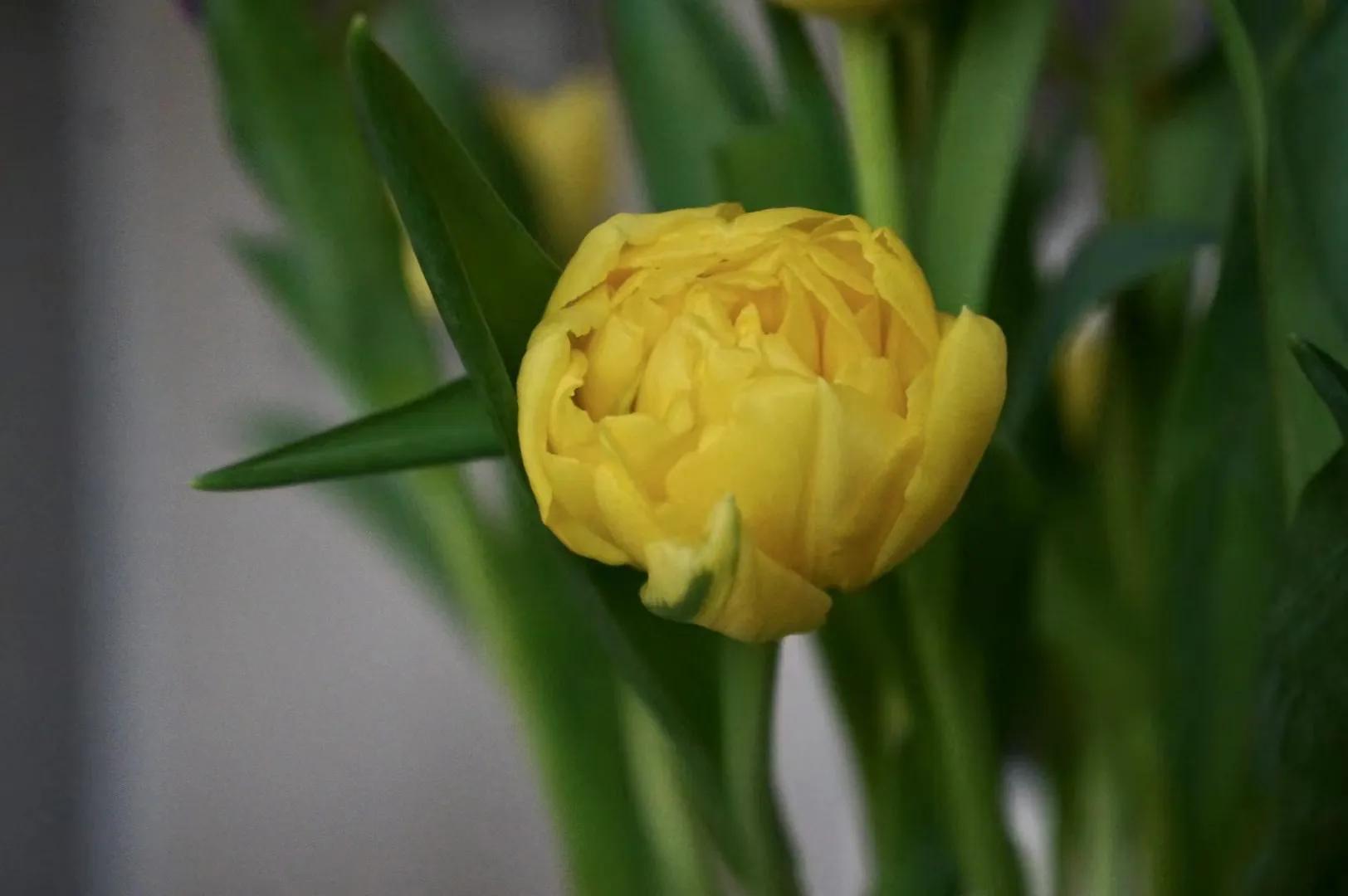 郁金香怎么种植,郁金香怎么画