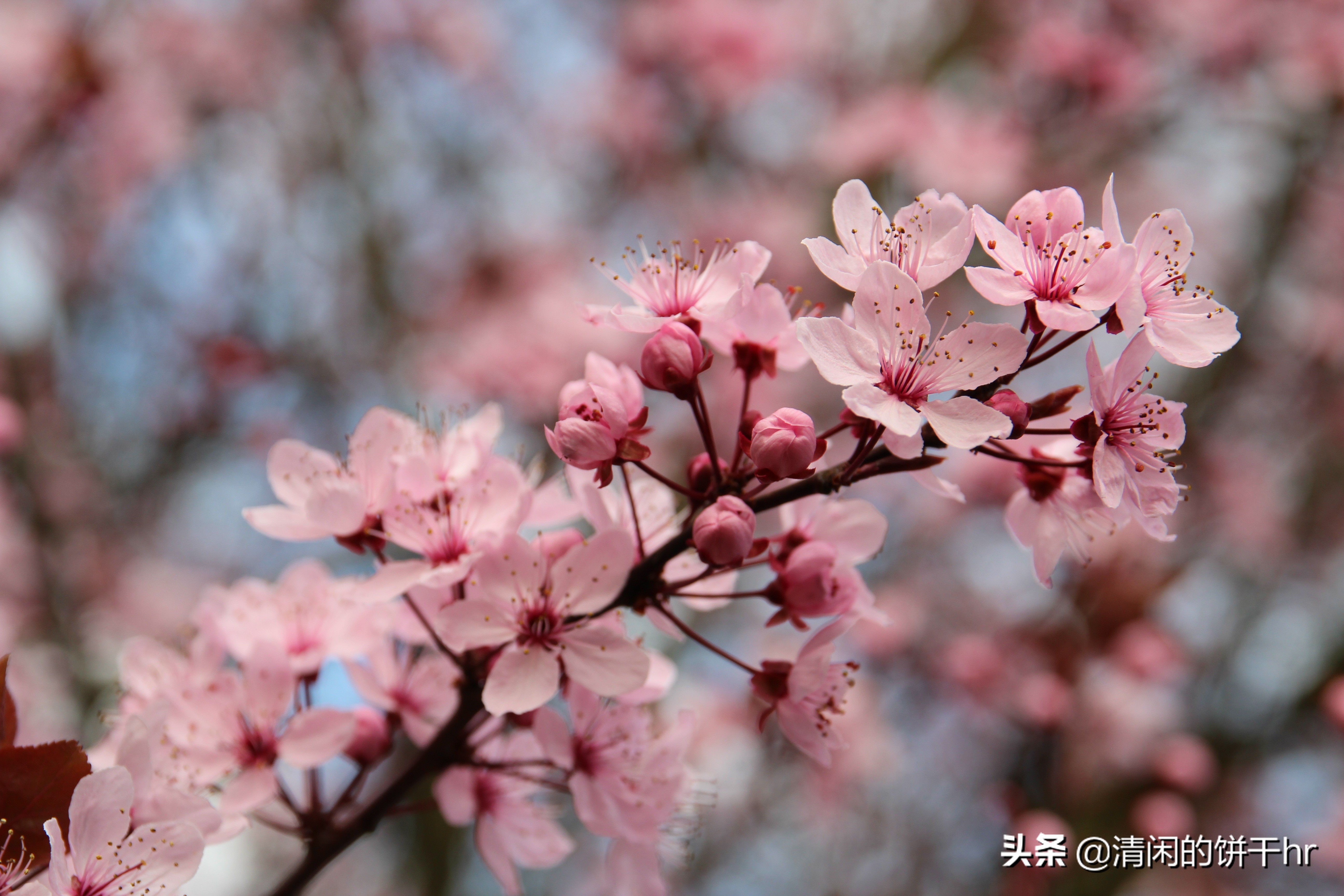 淡雅书香梅花唯美图片,淡雅梅花花卉图片