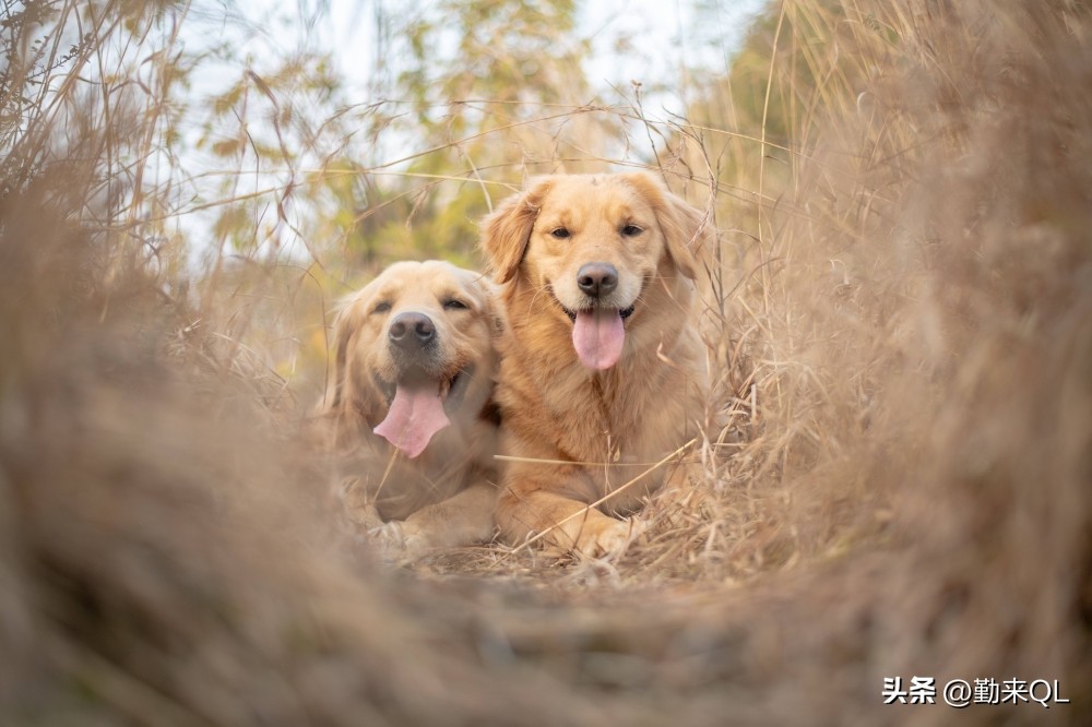狗的一生三部曲,动物世界狗的一生