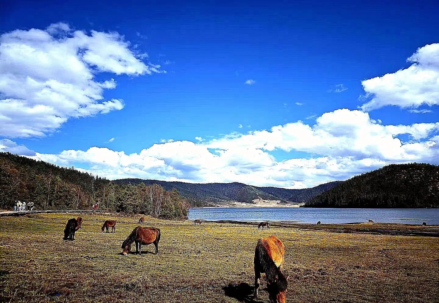 2022年云南门票免费的景区,云南4a级的景区最值得去的