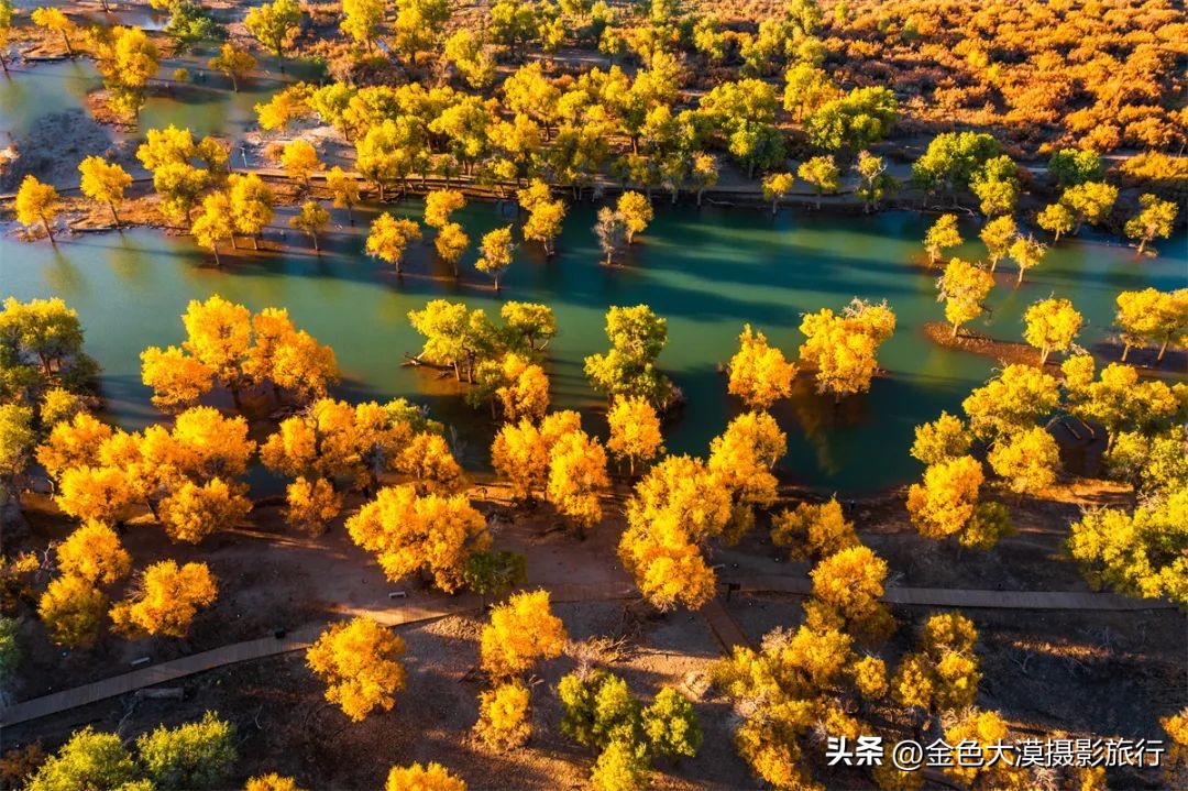 额济纳赏胡杨视频,赤峰额济纳赏胡杨