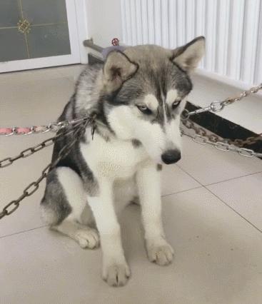 新手养狗哪种狗便宜,买狗一时爽