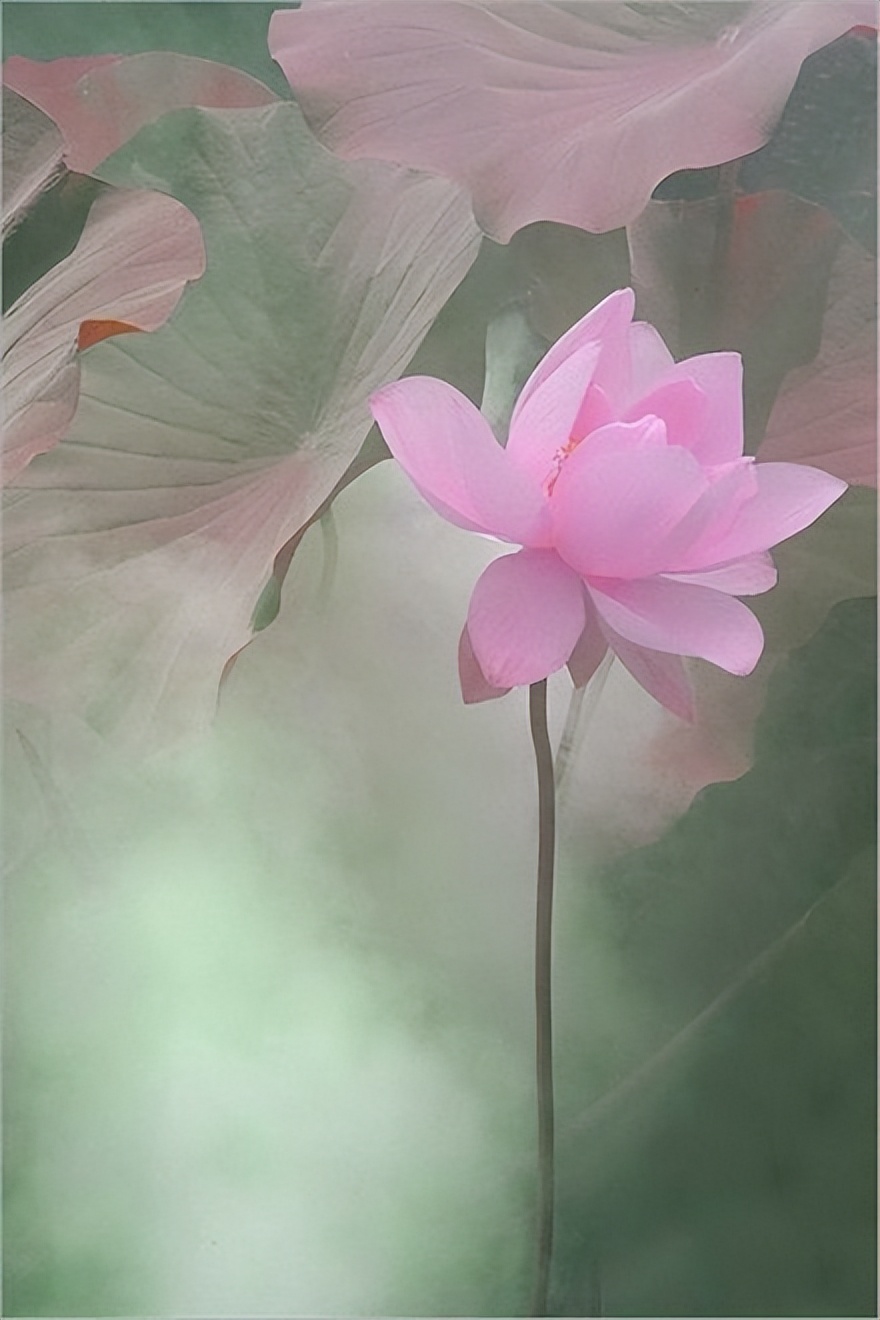 哲理情感文案伤感扎心短句,经典哲理句子句句穿心短句